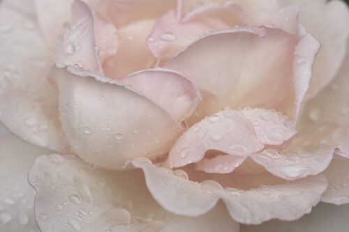 Botanicals 3
