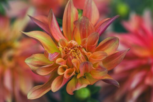 Botanicals 7