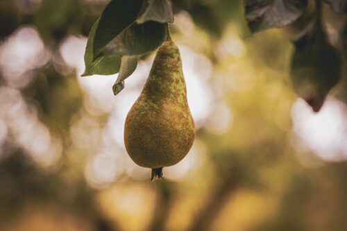 Botanicals 8