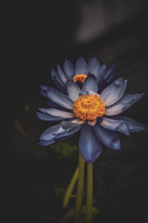 Botanicals 11
