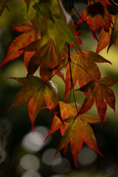 Botanicals 12