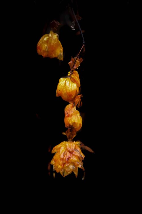 Botanicals 10
