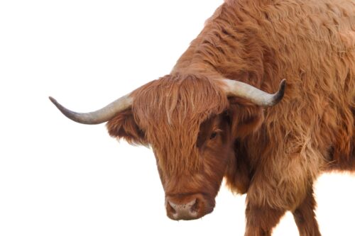 Animal 3