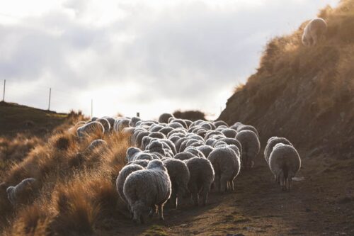 Shepherds 6