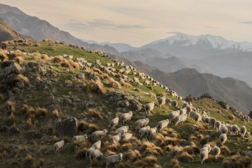 Shepherds 3