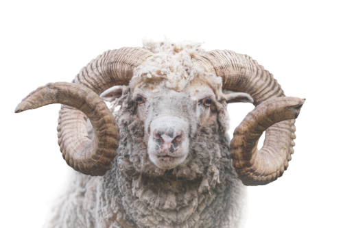 Animal 1