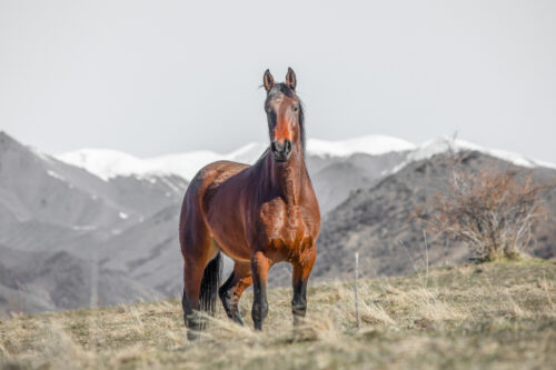 High Country Horses 3