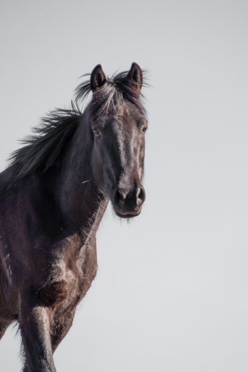 High Country Horses 11