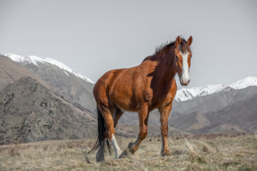 High Country Horses 1