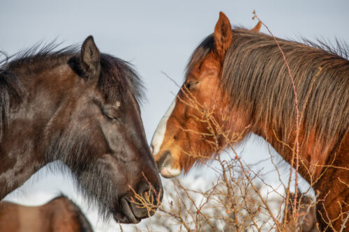 High Country Horses 15