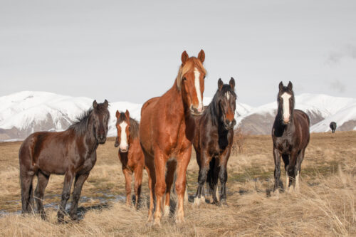 High Country Horses 2
