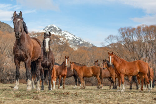 High Country Horses 17