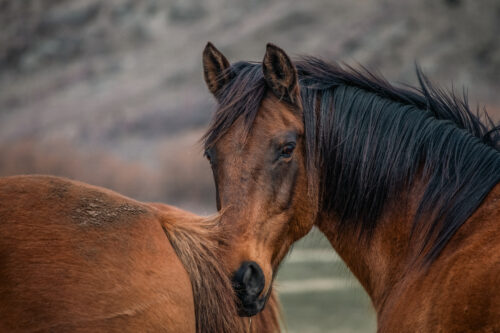 High Country Horses 12