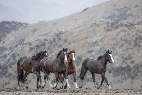 High Country Horses 9