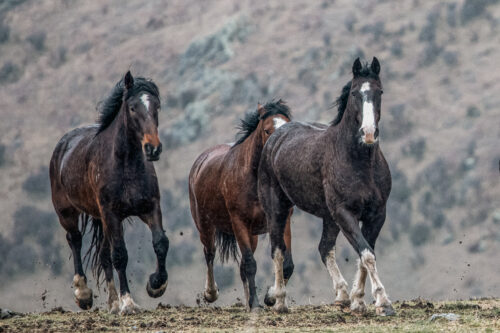 High Country Horses 7