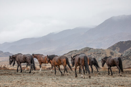 High Country Horses 6