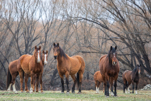 High Country Horses 13