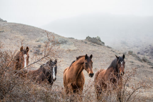 High Country Horses 4