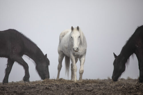 High Country Horses 10
