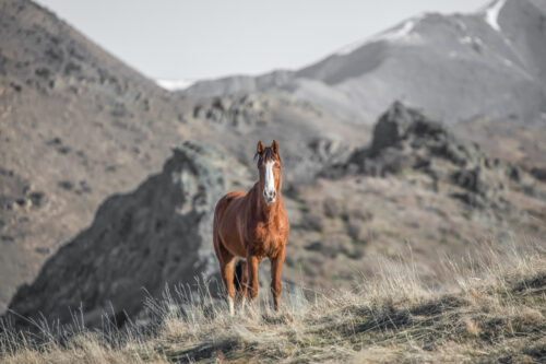 High Country Horses 5