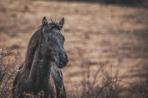 High Country Horses 8