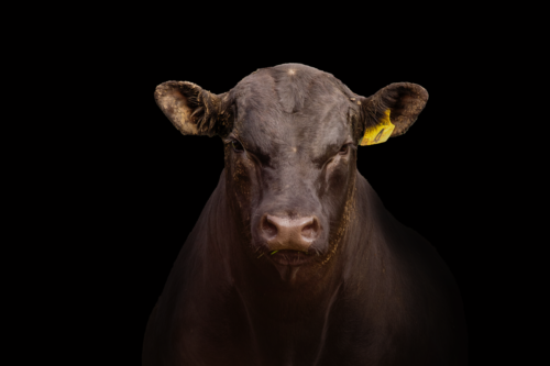 Animal 5